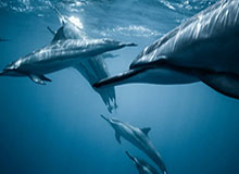 九游体育篮球比分-韦林顿·席尔瓦：感谢成都的口腔医生让我及时回到赛场